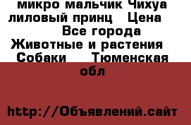 микро мальчик Чихуа лиловый принц › Цена ­ 90 - Все города Животные и растения » Собаки   . Тюменская обл.